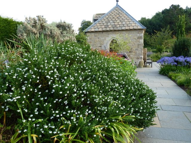 Prostanthera cuneata P19